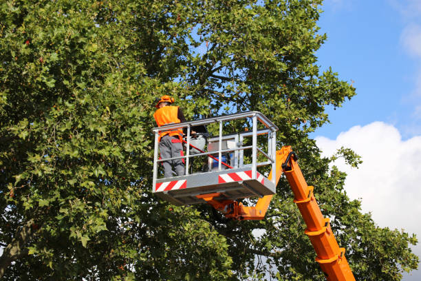 Reliable New Deal, TX  Tree Services Solutions