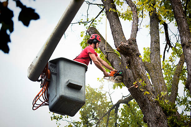 Why Choose Our Tree Removal Services in New Deal, TX?